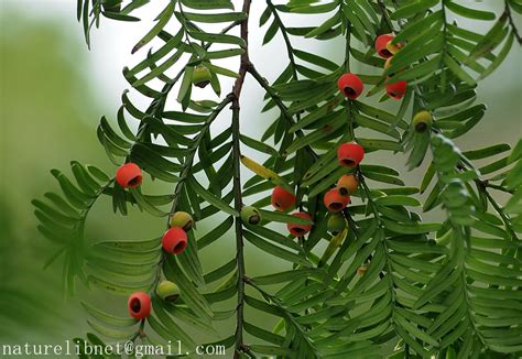 南方红豆杉 Taxus mairei | Nature Library