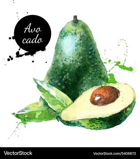 Hand drawn watercolor painting fruit avocado on Vector Image