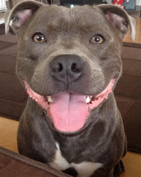 :: WHAT A BEAUTIFUL SMILE :: | Nanny dog, Dog breeds, Beautiful dogs