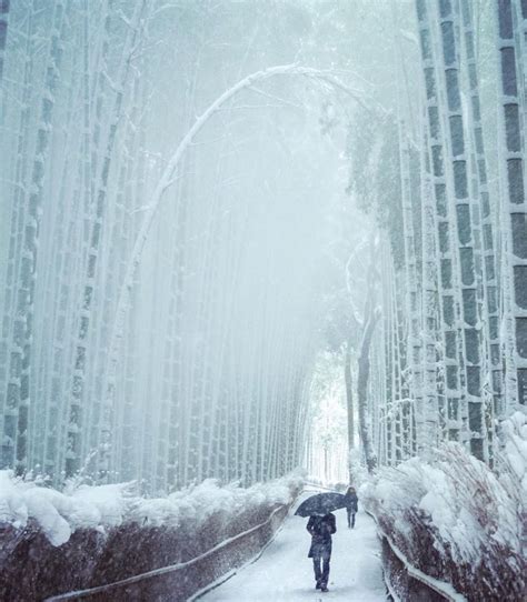 Bamboo forest in Kyoto’s winter. Photo by @mantaroq #bambooforest # ...