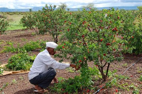 Pomegranate Tree Care Guidelines