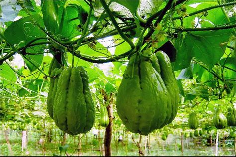 How to Grow Chayote from Seed (An Easy Gardening Guide)