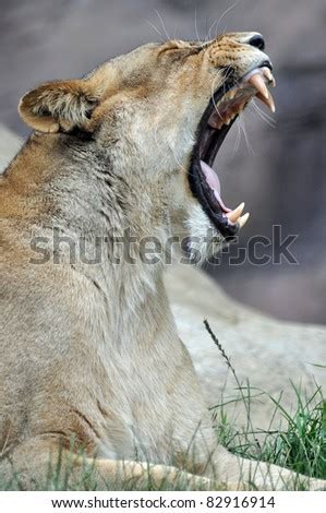 Lioness Roaring Stock Photo 82916914 : Shutterstock