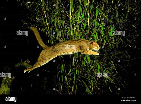 Rusty-spotted cat (Prionailurus rubiginosus), Rusty cats, predators ...