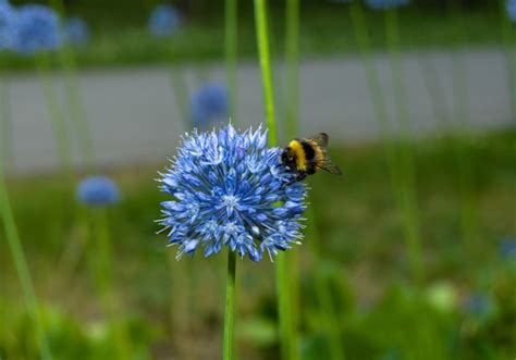 Michigan Flowers For Bees | Best Flower Site