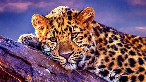 Discover more than 63 wallpaper leopard super hot - in.cdgdbentre