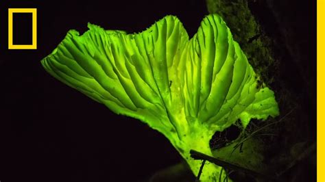 Glow-in-the-Dark Mushrooms: Nature’s Night Lights | National Geographic - YouTube