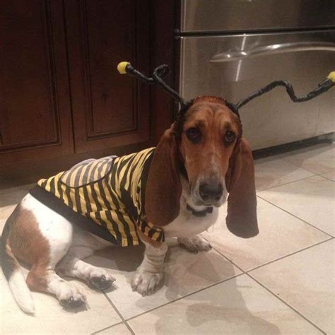 Basset Hound Costumes For Sale | PETSIDI