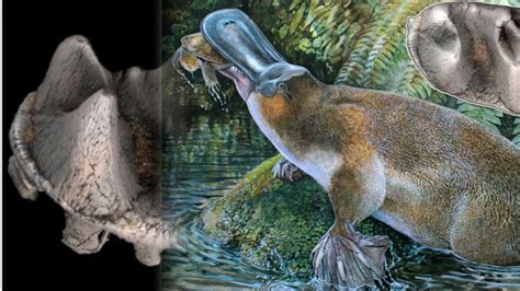 New Fossil Reveals Giant Prehistoric Platypus - YouTube