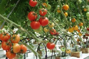 Tomato Cultivation; Farming Techniques - A Complete Guide | Agri Farming