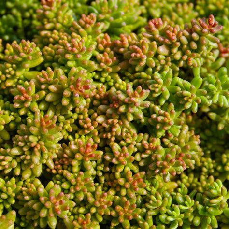 Sedum album 'Coral Carpet' Stonecrop from Sandy's Plants