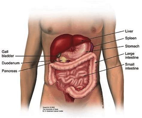 What is the Pancreas? - The Darrell Ragland Foundation