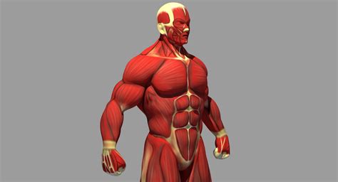 Muscle anatomy reference 3D model - TurboSquid 1375971