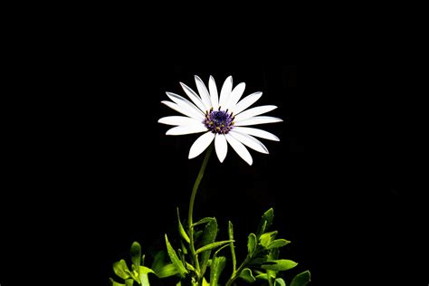 Black and White Daisy Wallpapers - Top Free Black and White Daisy Backgrounds - WallpaperAccess