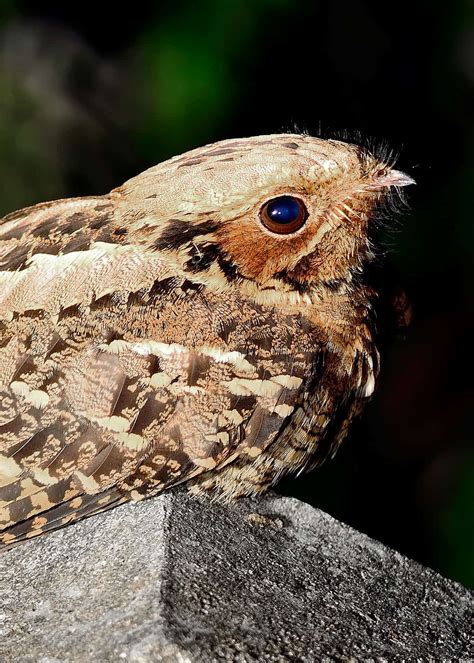 20 Nocturnal Birds That Burn the Midnight Oil (Owls, Nightjars ... and Parrots?) | JustBirding