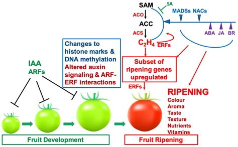 Cells | Free Full-Text | Molecular and Hormonal Mechanisms Regulating Fleshy Fruit Ripening