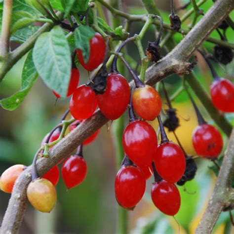 SOLANUM DULCAMARA SEEDS (Solanum dulcamara, bittersweet, bittersweet ...