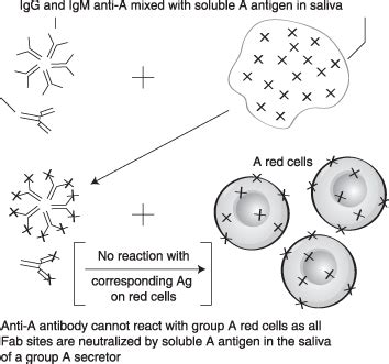 Antigen Antibody Reaction Diagram