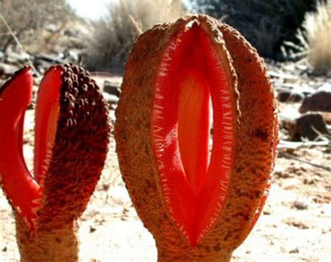 Top 10 Most Mysterious Desert Plants In The World - The Mysterious World