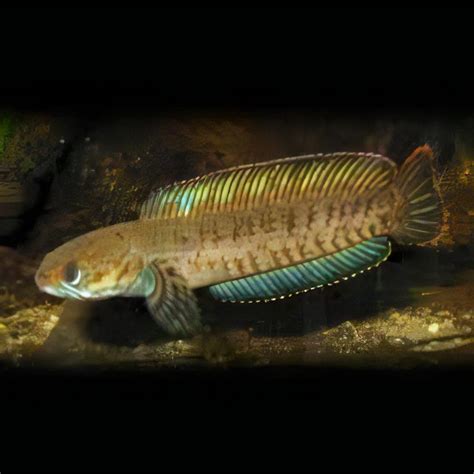 Dwarf Snakehead Channa Gachua 10cm – Sims Tropical Fish | Tropical Fish, Aquarium, Fish Store