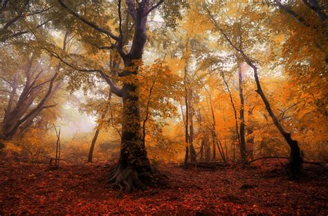 Forest Autumn Trees - Free photo on Pixabay - Pixabay