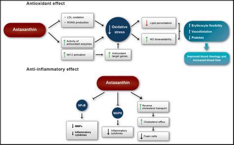 Mechanism Of Action Of Antioxidants