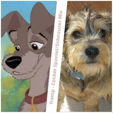 What are the Dog Breeds of These Famous Disney Films? - Mad Meaning ...