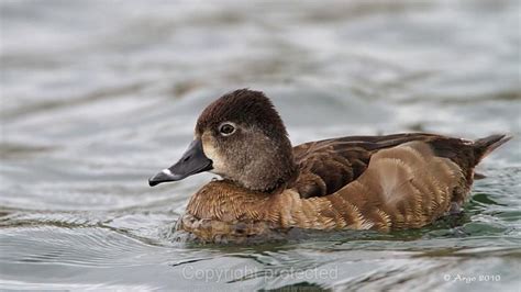 Ring Necked Duck female | Duck pictures, Redhead duck, Duck