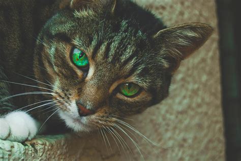 Photo of Brown Tabby Cat · Free Stock Photo