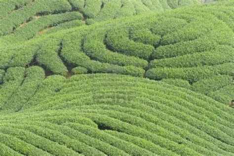 Landforms in India | Landforms, Fields, Tea tree