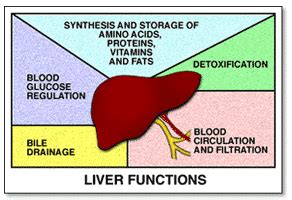 A guide to the Liver for first aiders (Anatomy & Physiology) - First Aid for Free