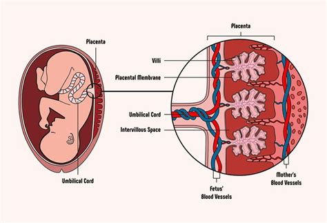 Cool blog all about placentas! | Анатомия