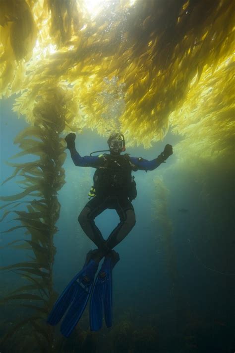 5 Reasons We Love California Kelp Diving