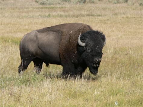 Buffalo Symbolism; A Message - Spirit Animal Totems