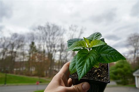 Hardening Off Pepper Plants - Moving Peppers Outdoors - Pepper Geek