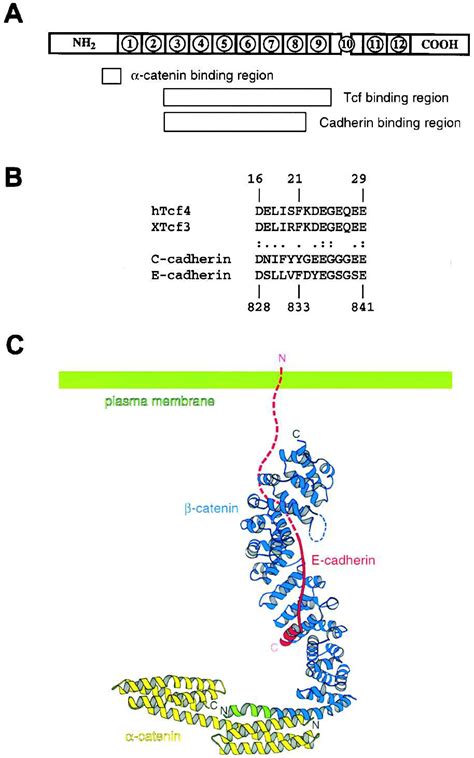 Crystal Structure of a β-Catenin/Tcf Complex: Cell