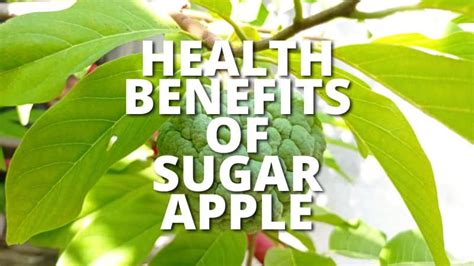 15 Amazing Health Benefits Of Sugar Apple