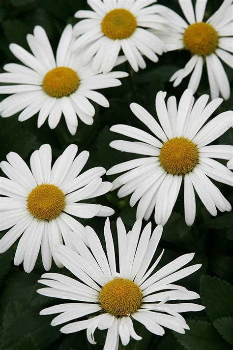 Large Montauk or Nippon Daisy Nipponanthemum nipponicum Perennial Live Plant - Seeds & Bulbs