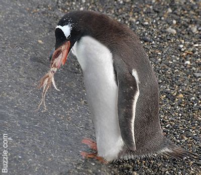 Gentoo penguins feed on crustaceans, krill, squid, cephalopods, and small fish. | Ikan, Makanan ikan