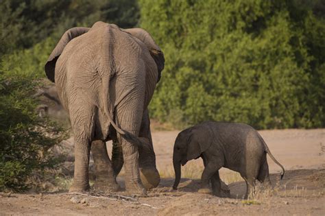 Desert elephants Namibia photos and information about desert elephants