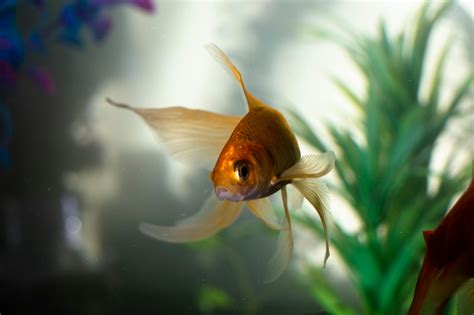 Goldfish in Water · Free Stock Photo