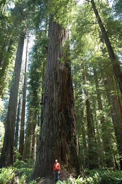 California State Tree | California Redwood Tree