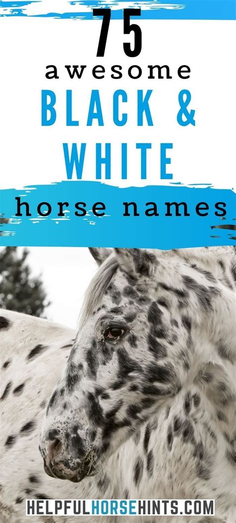 75 Names for Your Black and White Horse | Horse names, Black horses, White horse