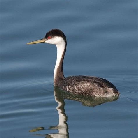 Aechmophorus Occidentalis - Western Grebe - USA Birds