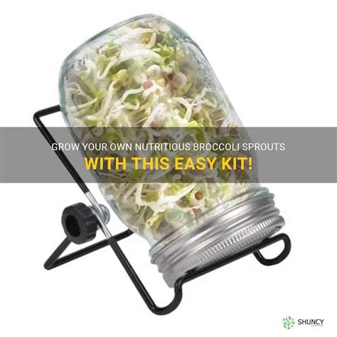 Grow Your Own Nutritious Broccoli Sprouts With This Easy Kit! | ShunCy