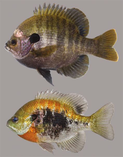 Bluegill – Discover Fishes