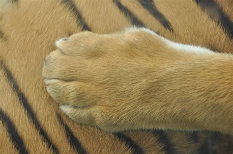 Malayan tiger paw | Ted | Flickr