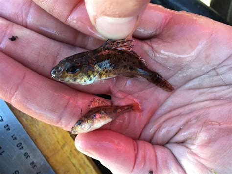 Warning about invasive and predatory fish species living in Cornish lake