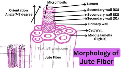 Morphology of Jute Fiber: Exploring Dynamic Macro & Micro Structure of ...