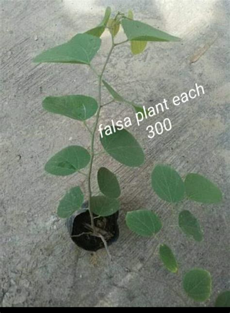 Imli plant – Pak Plants